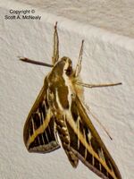 Striped Hawk-Moth, Hyles livornica, at Lindos Imperial Hotel, Rhodes, Greece