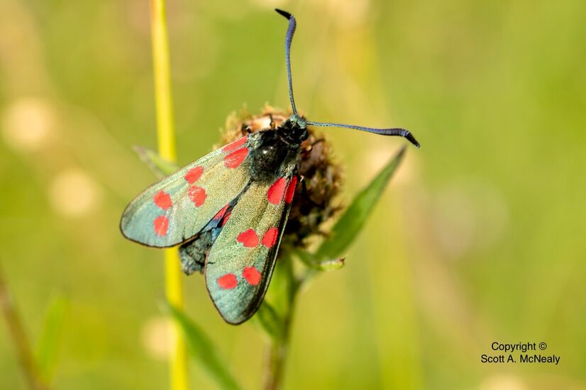 Six-spot burnet moth, Zygaena filipendulae