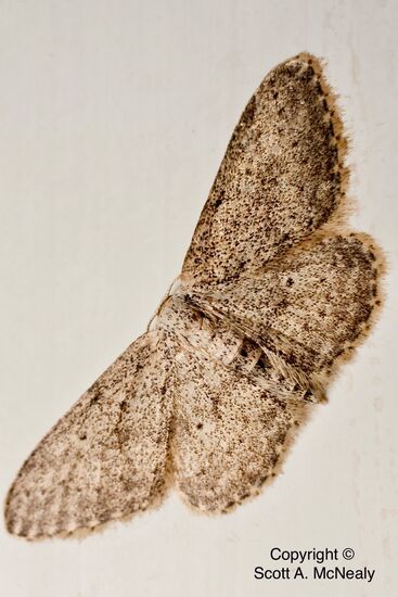 Mullein Wave Moth, Scopula marginepunctata-