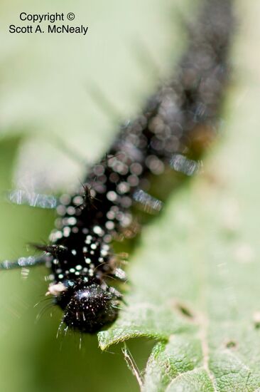 Peacock butterly caterpillar, Nymphalis io, on stinging nettle, Utrica dioica-