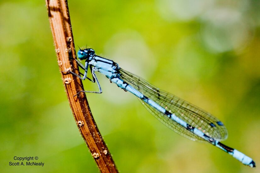 Common Blue Damselfly, Enallagma cyathigerum