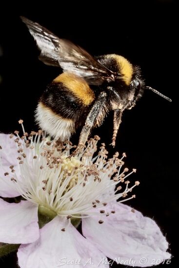 Buff-Tailed Bumblebee, Bombus terrestris