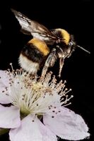 Buff-Tailed Bumblebee, Bombus terrestris