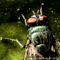 green bottle fly, Lucilia sericata
