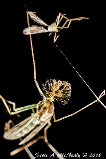 Unknown UK insects