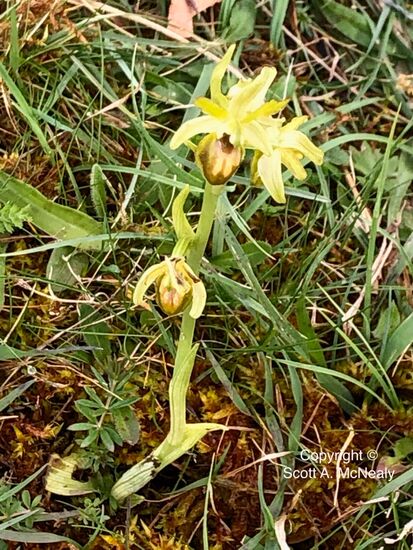 early spider-orchid, Ophrys sphegodes