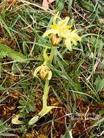 early spider-orchid, Ophrys sphegodes