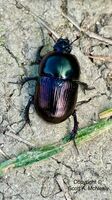 Polychrome Harp Ground Beetle, Harpalus affinis