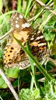 Painted Lady, Vanessa cardui