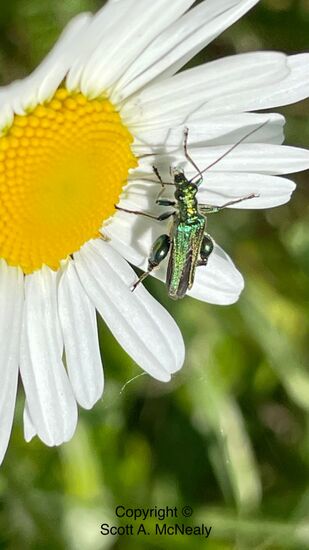 False oil beetle, thick-legged flower beetle or swollen-thighed beetle, Oedemera nobilis,v