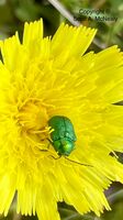 Rose chafer, Cetonia aurata