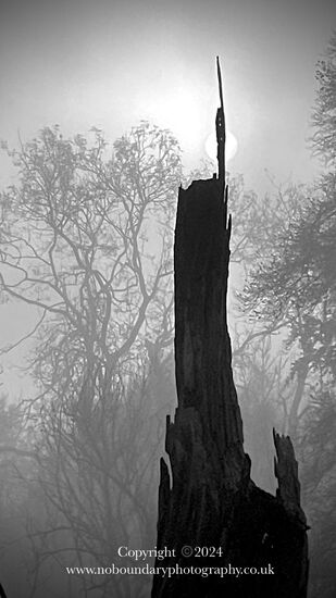 Haunted by the forest