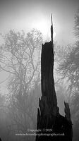 Haunted by the forest