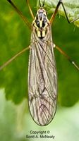 Crane Fly, Nephrotoma appendiculata