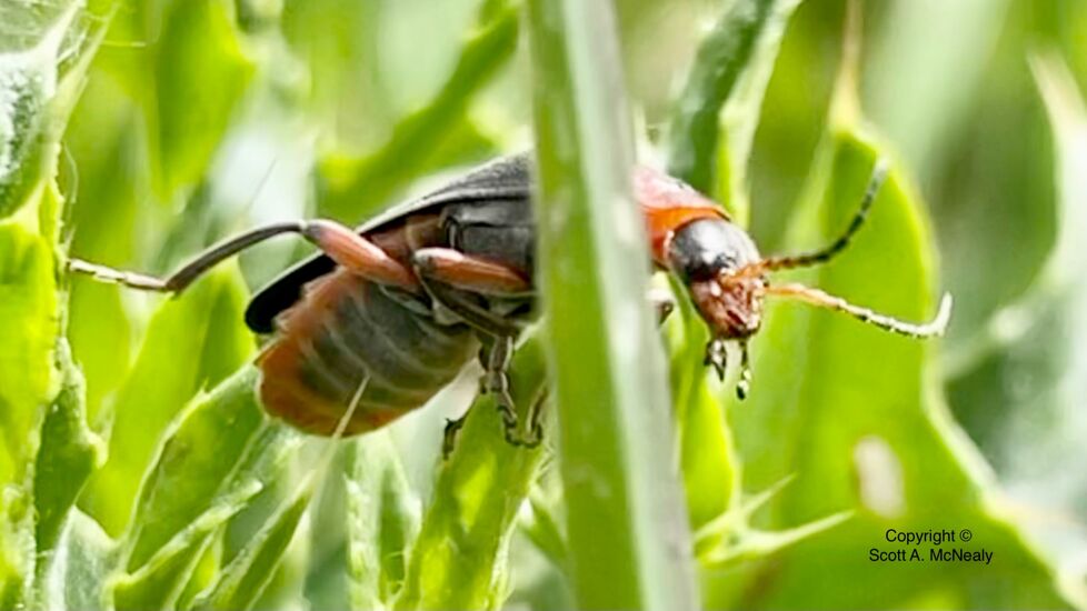 Rustic Sailor beetle, Cantharis rustica