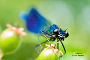 Banded Demoiselle, Calopteryx splendens
