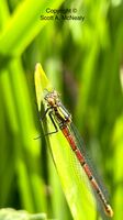 Large Red Damselfly, Pyrrhosoma nymphula