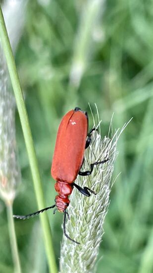 Cardinal Beetle, Pyrochroa serraticornis