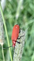 Cardinal Beetle, Pyrochroa serraticornis