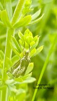 Chequered Grass-moth, Catoptria falsella