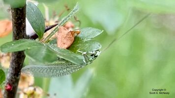 Pearly Green Lacewing, Chrysopa perla