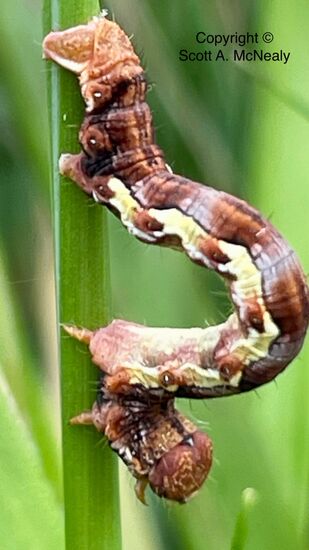 Mottled Umber moth caterpillar, Erannis defoliaria