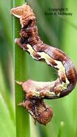 Mottled Umber moth caterpillar, Erannis defoliaria