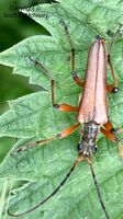 Longhorn beetle, Stenocorus meridianus