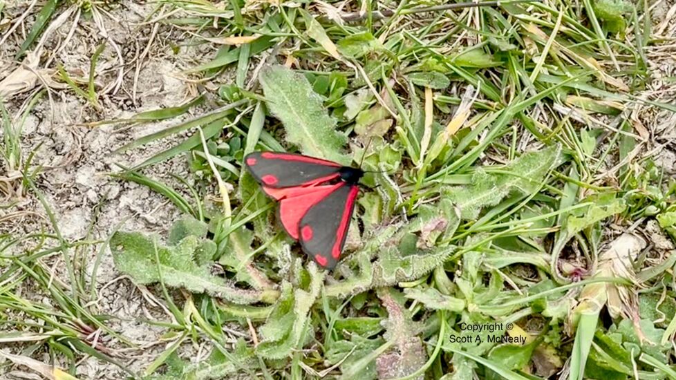 Cinnabar moth, Tyria jacobaeae
