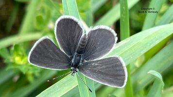 Small Blue, Cupido minimus