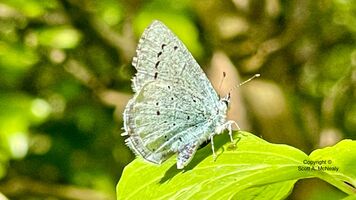 Holly Blue, Celastrina argiolus