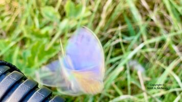Common Blue Polyommatus icarus, in flight
