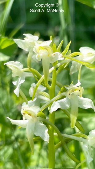 greater butterfly-orchid, Platanthera chlorantha