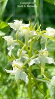 greater butterfly-orchid, Platanthera chlorantha