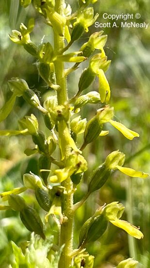 common twayblade, Neottia ovata