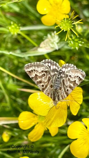 Mother Shipton moth, Callistege mi