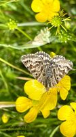 Mother Shipton moth, Callistege mi