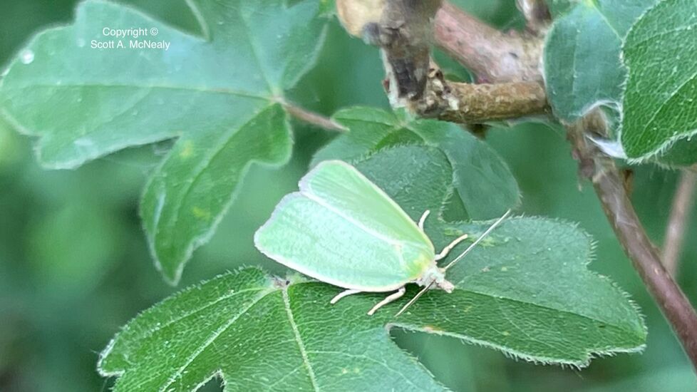 European oak leafroller or green oak moth, Tortrix viridana