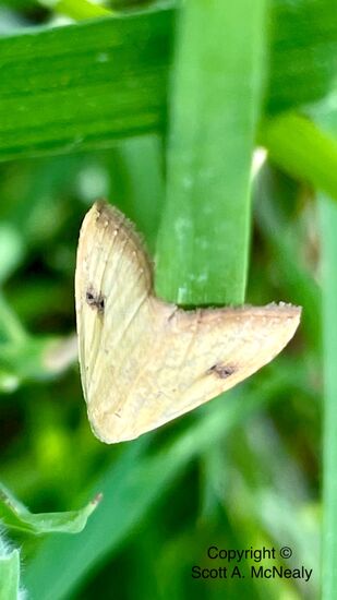 Straw dot moth, Rivula sericealis