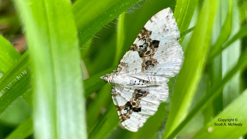 Silver-ground Carpet moth, Xanthorhoe montanata