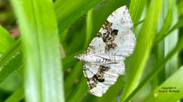 Silver-ground Carpet moth, Xanthorhoe montanata