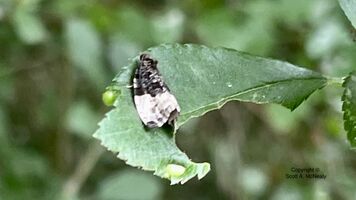 marbled orchard tortrix or green budworm moth, Hedya nubiferana