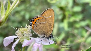 Black hairstreak, Satyrium pruni