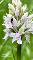 Common spotted orchid, Dactylorhiza fuchsii