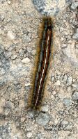 lackey moth catepillar. Malacosoma neustria