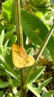 Yellow shell moth, Camptogramma bilineata