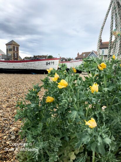 Yellow hornpoppy or sea poppy, Glaucium flavum