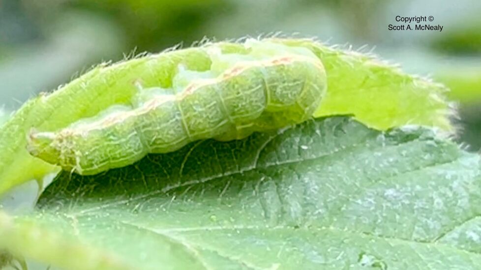 Silver Y moth, caterpillar, Autographa gamma, taking shelter in rain