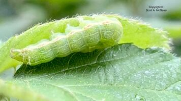 Silver Y moth, caterpillar, Autographa gamma, taking shelter in rain