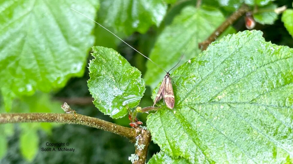 Box-tree moth, Cydalima perspectalis,